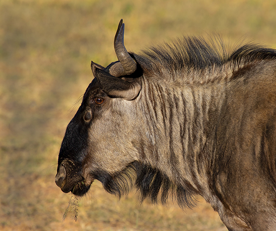 wildebeest